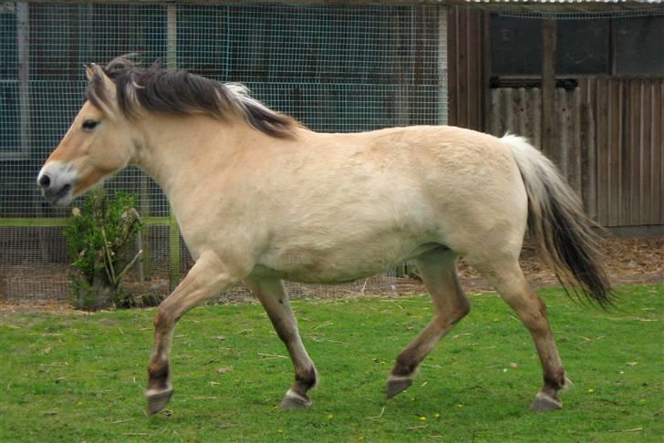 Fjordhest Stella(part/rider) - Løbe løbe! :D billede 14