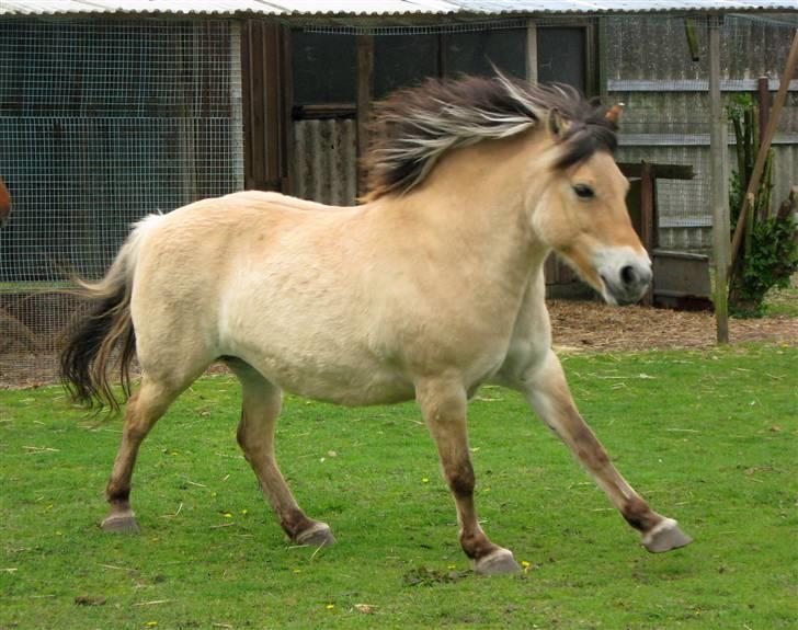 Fjordhest Stella(part/rider) - Yaay, galop, :p! billede 15