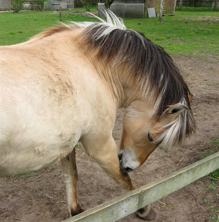 Fjordhest Stella(part/rider) - Årh, det klør.. billede 16