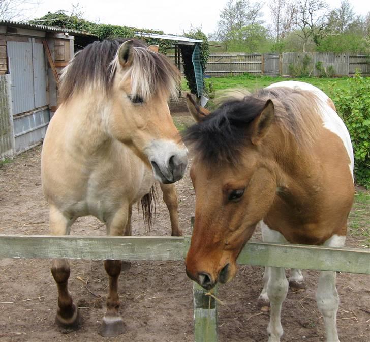 Fjordhest Stella(part/rider) - Eji Mi-Amour, kom du nu der? :O :p billede 18
