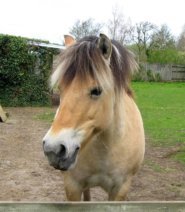 Fjordhest Stella(part/rider) - Er jeg ik bar Nuttet? :D - Smiler! xD billede 19