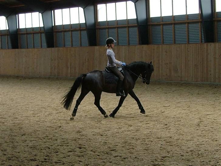 New Forest Elmholts Faust billede 6