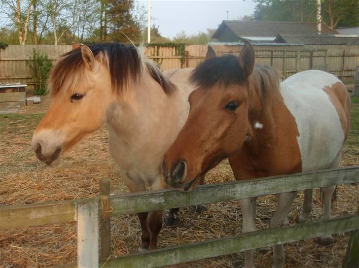 Fjordhest Stella(part/rider) - Stella: Eji, hva er det? -  Mi-Amour: Hvad, hvad?! billede 20