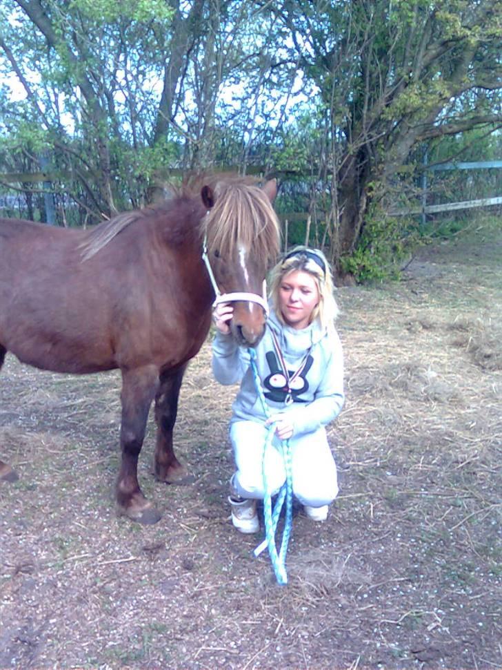 Welsh Pony af Cob-type (sec C) &#9829;Môlly&#9829; - Mig og Molly  billede 2