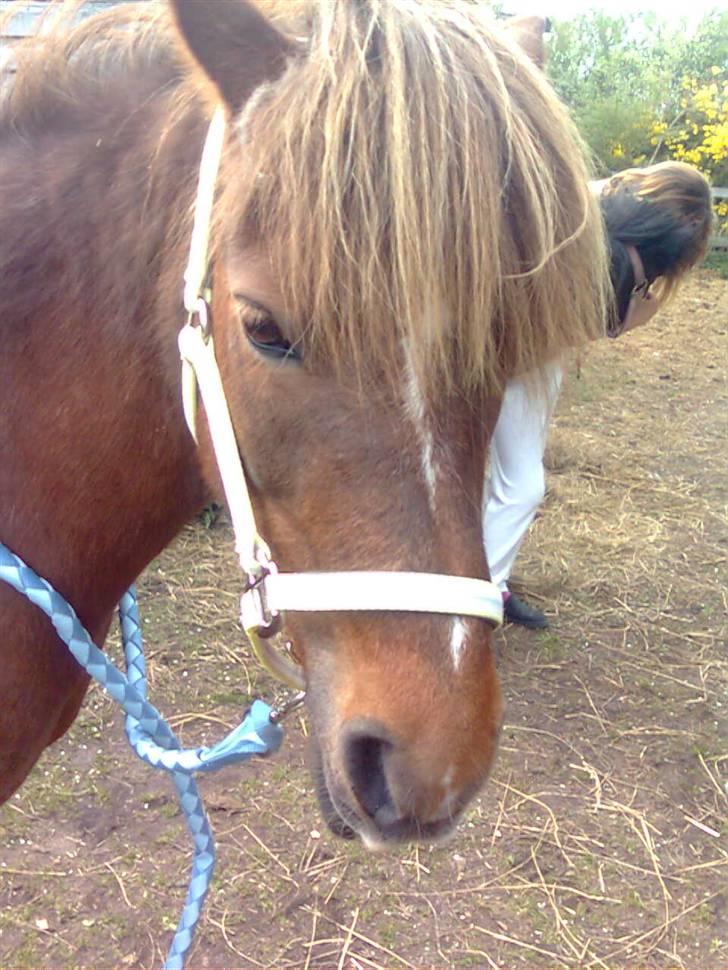 Welsh Pony af Cob-type (sec C) &#9829;Môlly&#9829; - Her er jeg igen med min nye grime billede 4