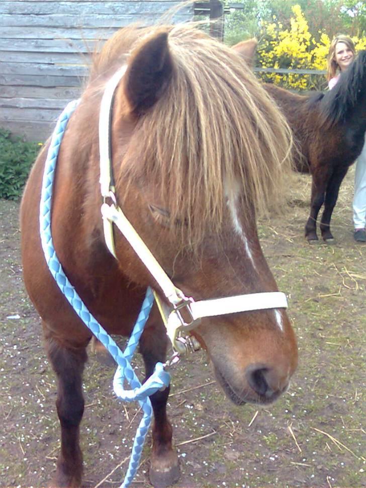 Welsh Pony af Cob-type (sec C) &#9829;Môlly&#9829; - Hmm der var en cykellist billede 5