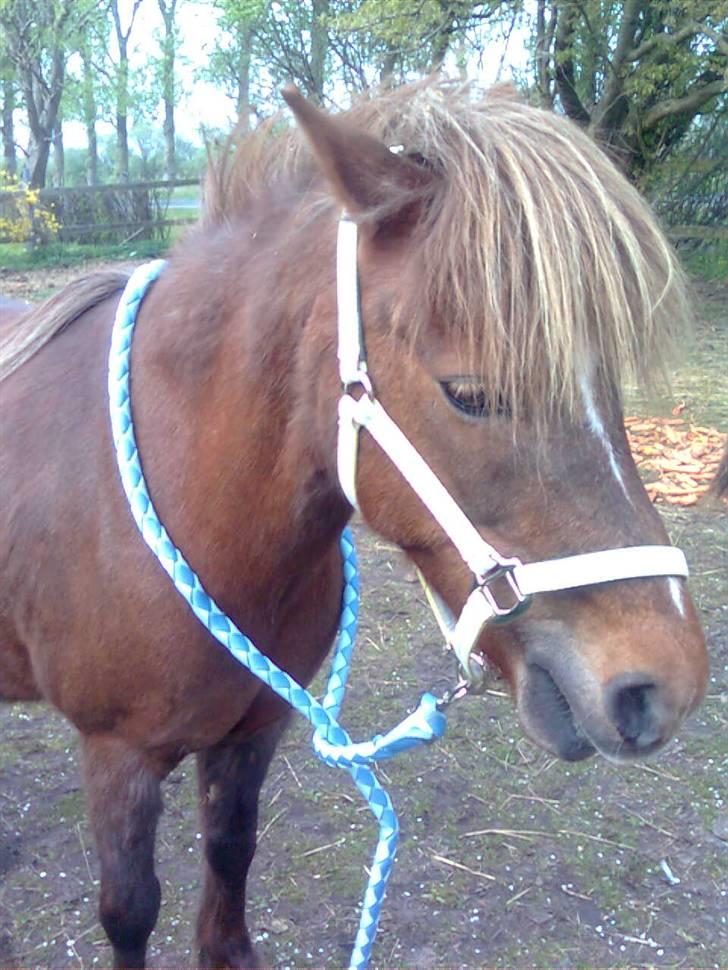Welsh Pony af Cob-type (sec C) &#9829;Môlly&#9829; - Jeg elsker min nye grime! billede 7