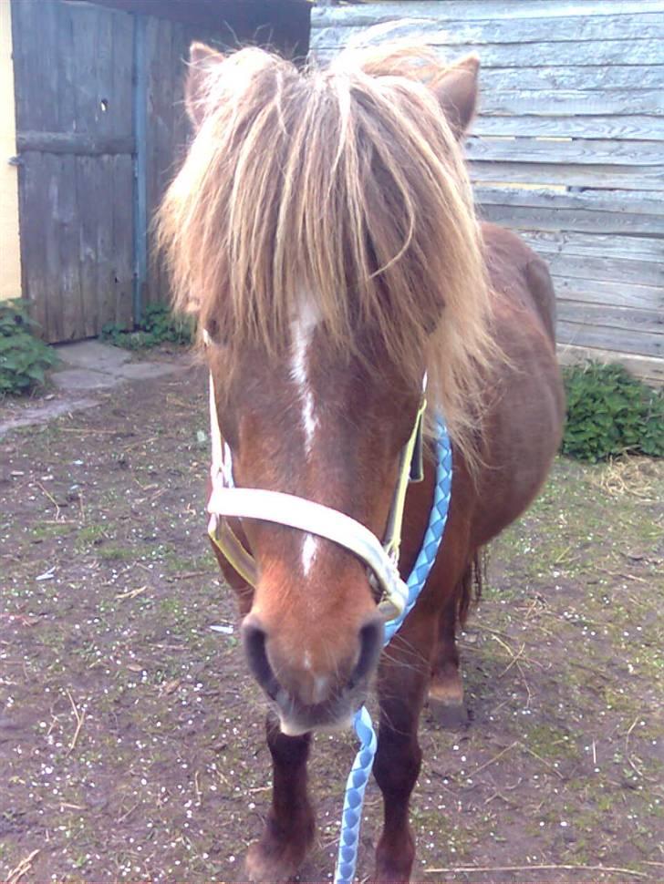 Welsh Pony af Cob-type (sec C) &#9829;Môlly&#9829; - Jeg har en smuk blist ikk? billede 8