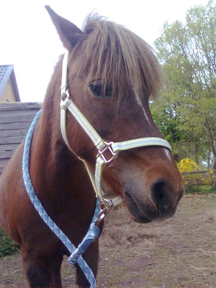 Welsh Pony af Cob-type (sec C) &#9829;Môlly&#9829; - Jeg er meget opmærksom og nyssgerri´ billede 9