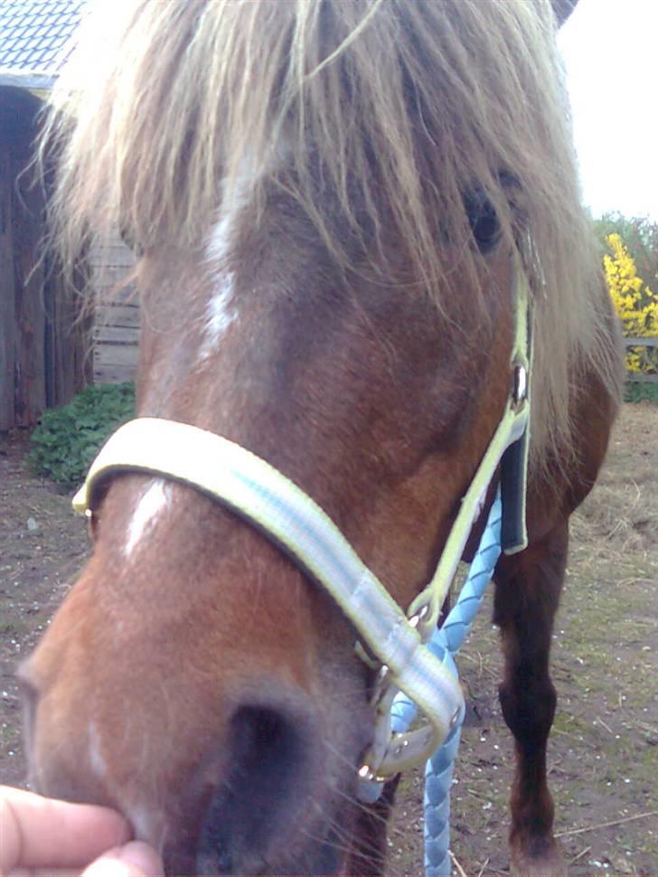 Welsh Pony af Cob-type (sec C) &#9829;Môlly&#9829; - Har du fået ny mobil trine? den ser ny ud? Men nu når jeg er så tæt giver du så ikk en godbid? billede 10