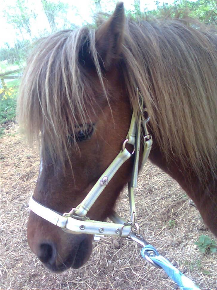 Welsh Pony af Cob-type (sec C) &#9829;Môlly&#9829; - Molly? du er virkelig elskede!&#9829;´, billede 12