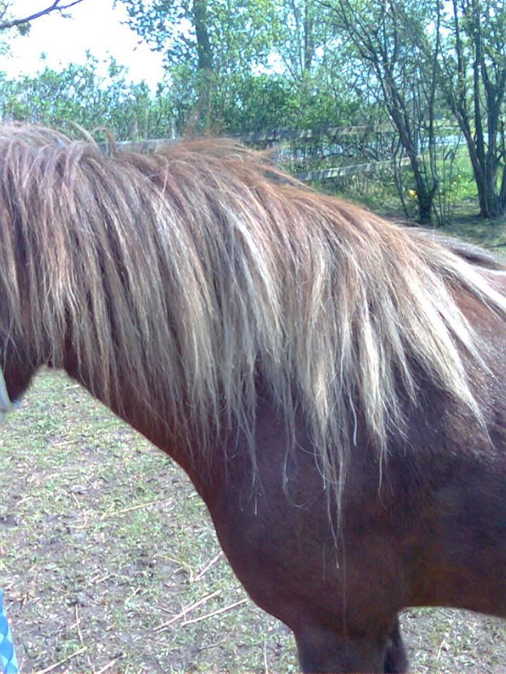 Welsh Pony af Cob-type (sec C) &#9829;Môlly&#9829; - Se min flotte man billede 13