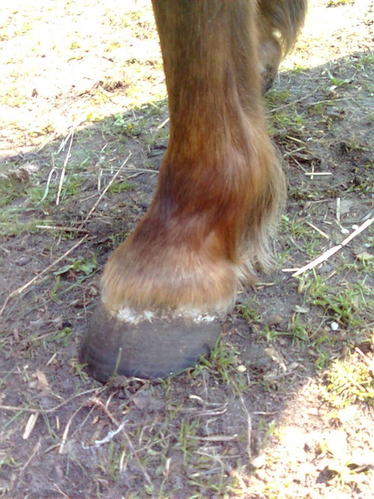 Welsh Pony af Cob-type (sec C) &#9829;Môlly&#9829; - Mit ben billede 14