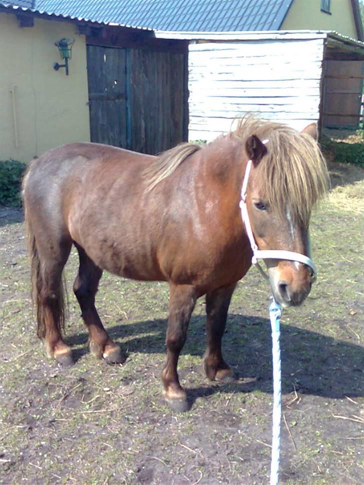 Welsh Pony af Cob-type (sec C) &#9829;Môlly&#9829; - Der er så et helt billede af mig i solen er jeg ikk flot billede 16