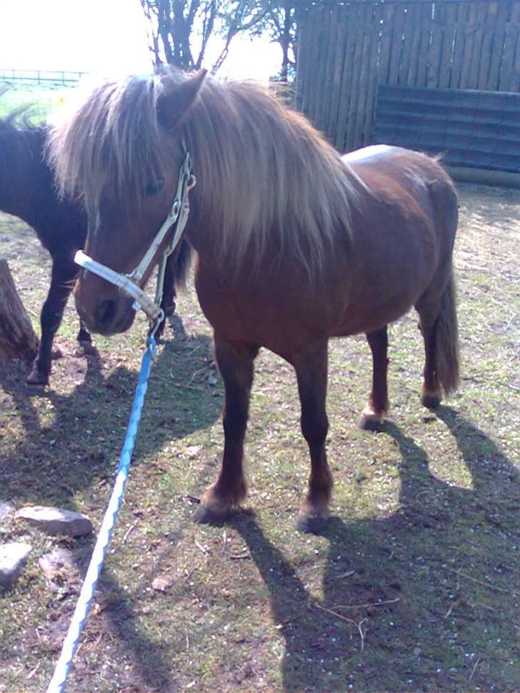 Welsh Pony af Cob-type (sec C) &#9829;Môlly&#9829; - Vej ind i skyggen sammen med Debbi billede 17