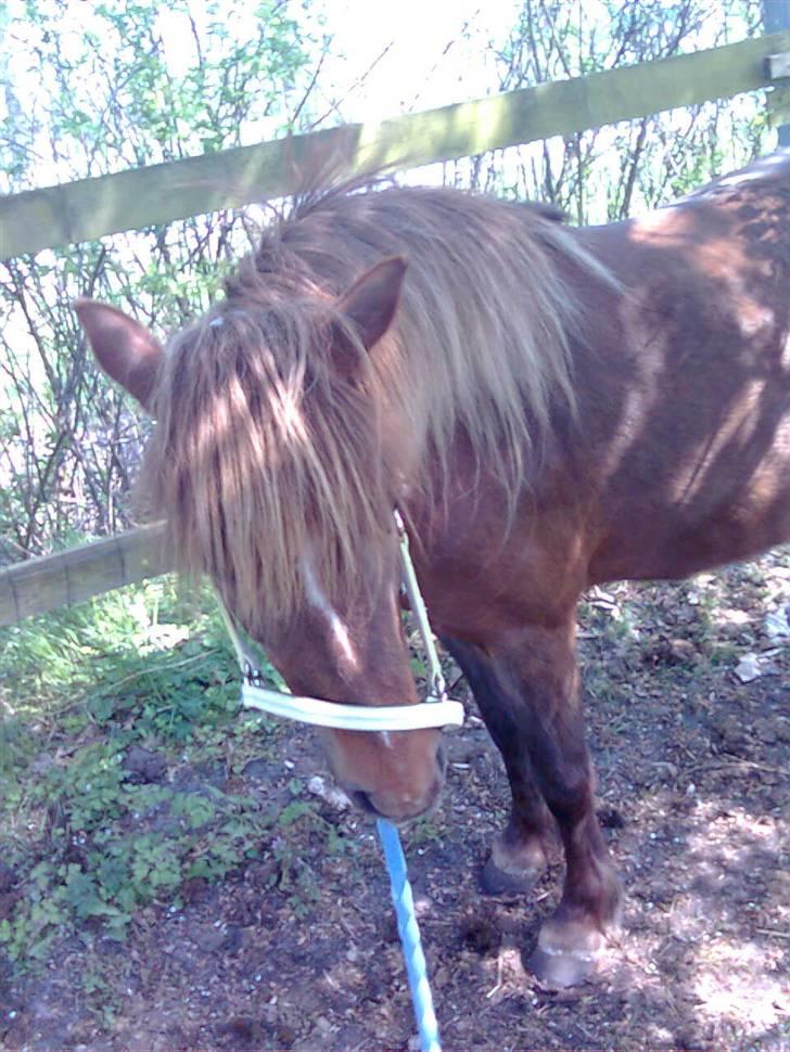 Welsh Pony af Cob-type (sec C) &#9829;Môlly&#9829; - Dejligt at stå inde i skyggen i en sommer´dag billede 18