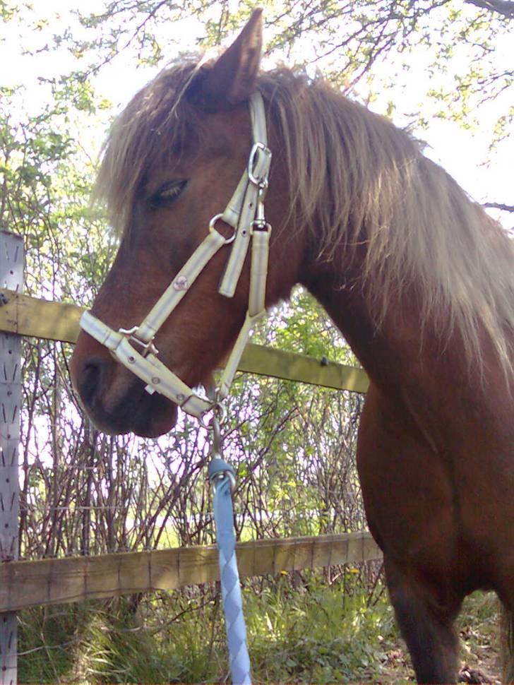 Welsh Pony af Cob-type (sec C) &#9829;Môlly&#9829; - Står stadig med min nye grime billede 19