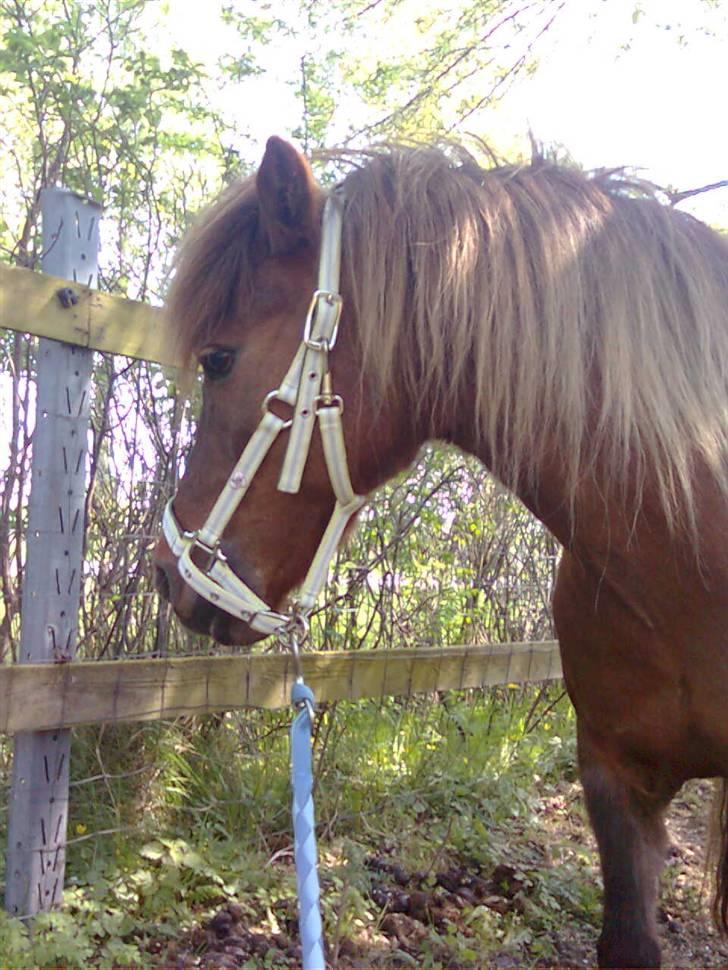 Welsh Pony af Cob-type (sec C) &#9829;Môlly&#9829; - Hov der er en mand billede 20