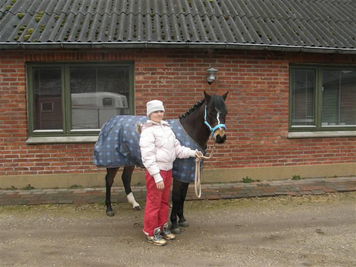 Welsh Pony (sec B) Bjerregård´s Felix B-pony - På vej til Landsstævne i Herning ;b <33 xP :-* billede 18