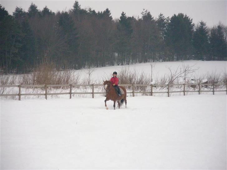 Anden særlig race  Sus R.I.P - winnie der rider på sus billede 1