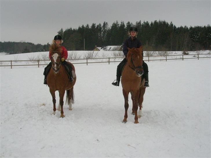 Anden særlig race  Sus R.I.P billede 2