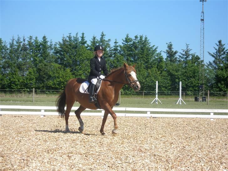 Anden særlig race  Sus R.I.P - Randi til stævne på sus billede 4