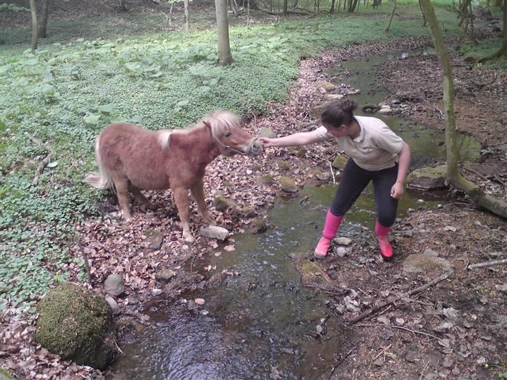 Shetlænder Snuske  - " JEG VIL ALSÅ IKKE MOR ! DER ER MUDER OG NOGET VAND ! " billede 6