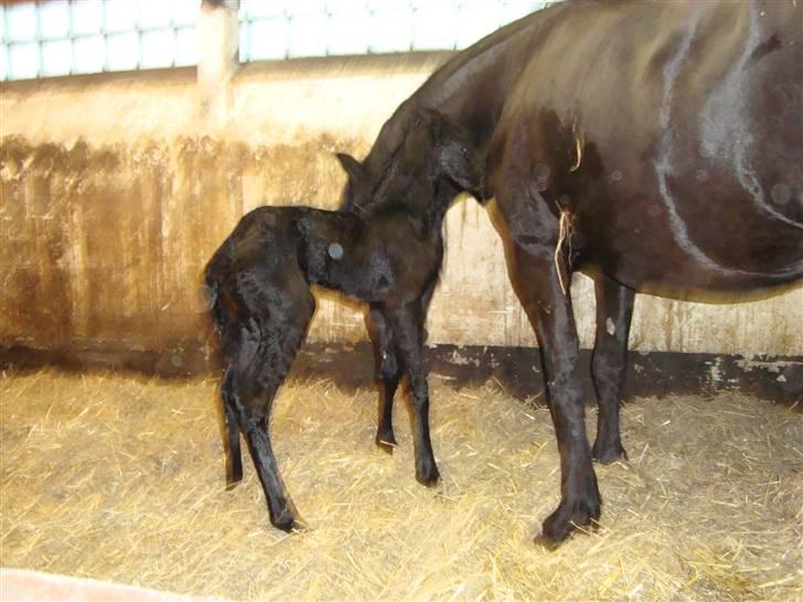 Frieser Elske  :) billede 2