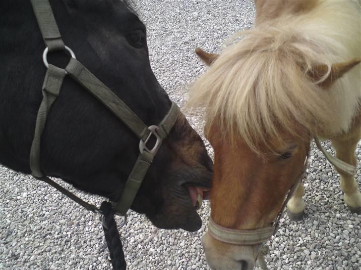 Shetlænder Snuske  - Theo og snuske :D billede 7