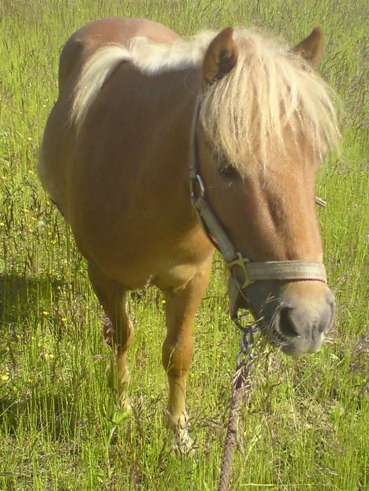Shetlænder Snuske  - Min smukke pony som kigger ud over marken ;D <3 billede 8