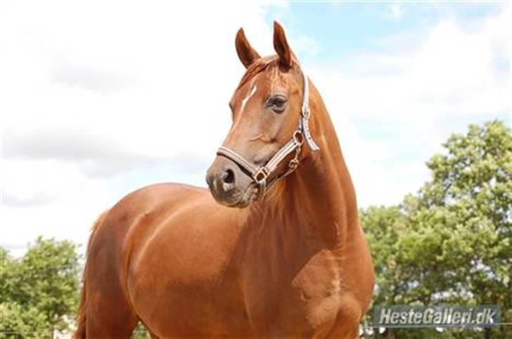 Arabisk fuldblod (OX) Ronja billede 1
