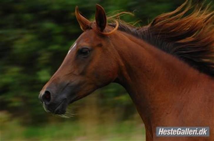 Arabisk fuldblod (OX) Ronja billede 2