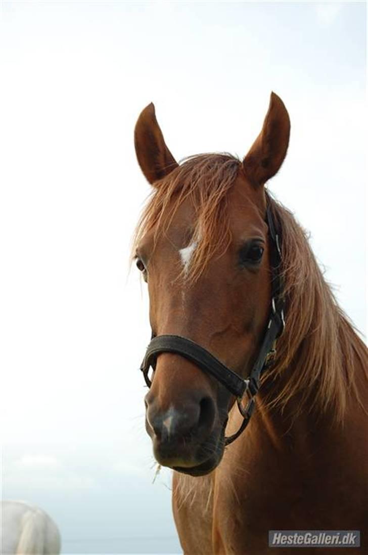 Arabisk fuldblod (OX) Ronja billede 4