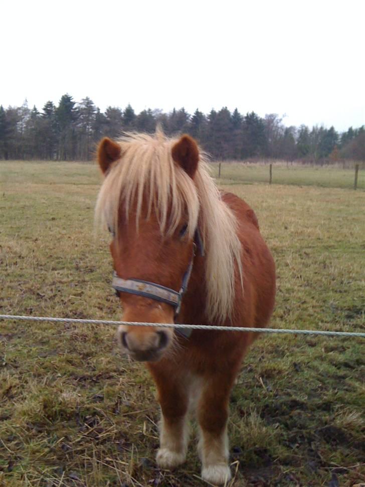 Shetlænder Snuske  - Lille Snuske på folden, elsker dig Basse´mand (;  billede 9