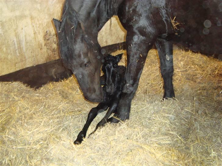 Frieser Elske  :) billede 3