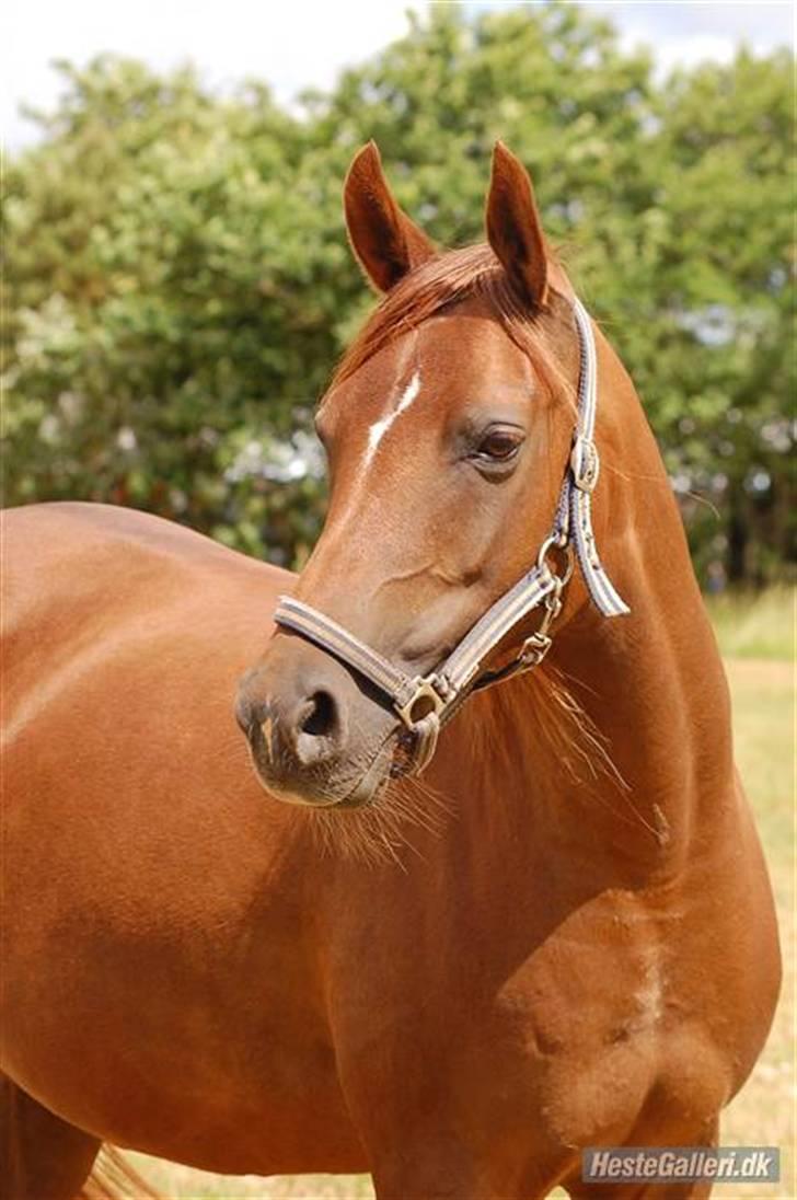 Arabisk fuldblod (OX) Ronja billede 6