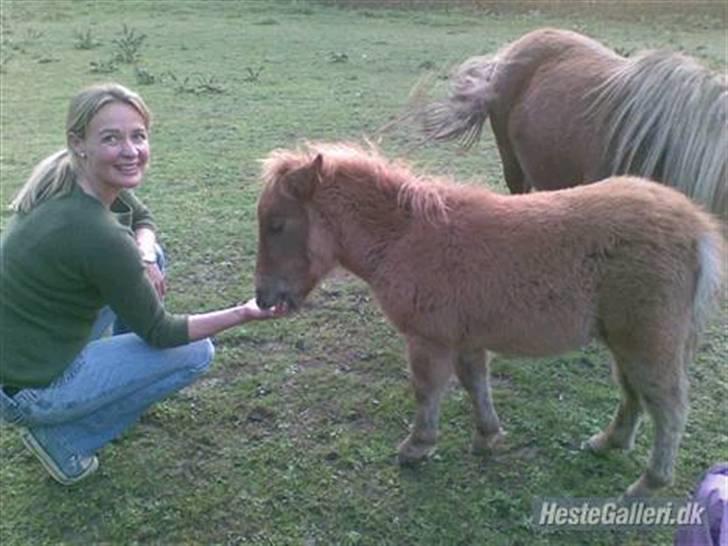 Shetlænder Snuske  - baby snuske og flotte Signe :D billede 10
