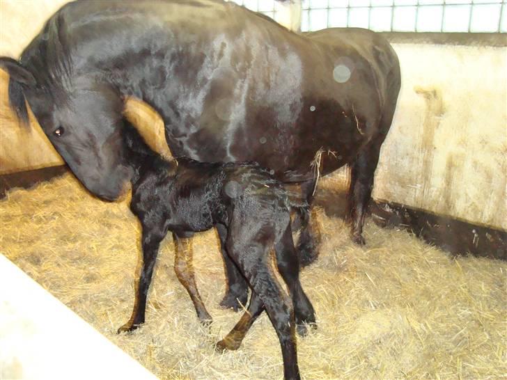 Frieser Elske  :) billede 4