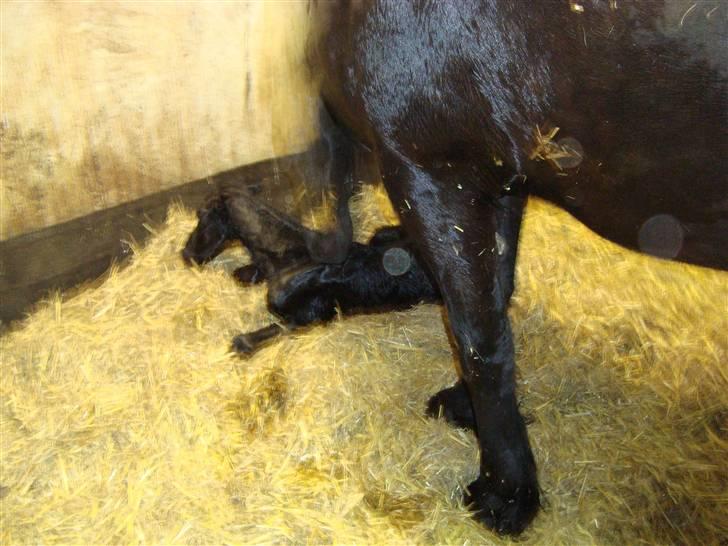 Frieser Elske  :) billede 5