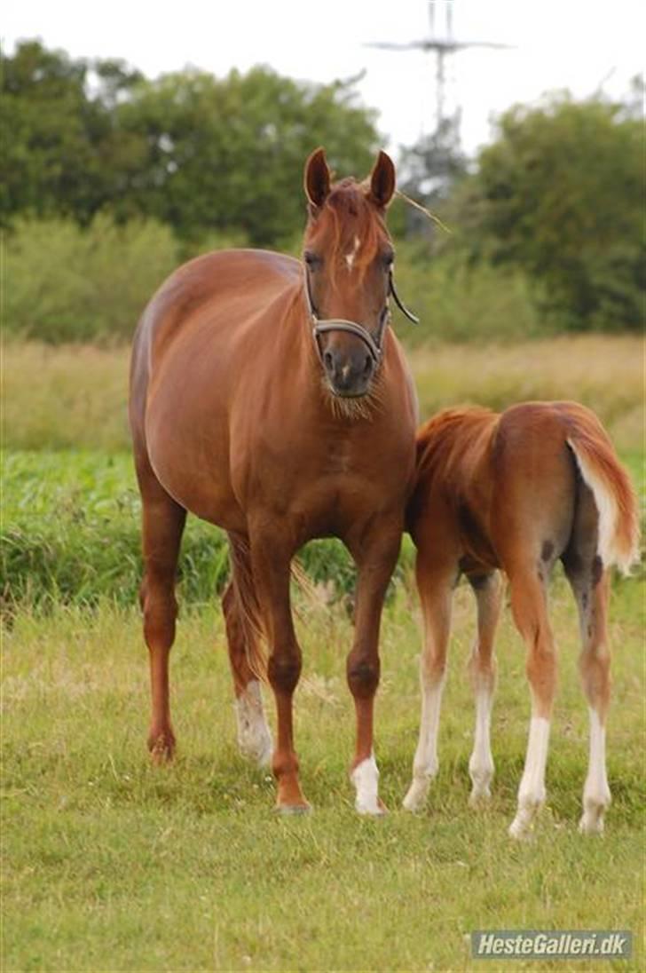 Arabisk fuldblod (OX) Ronja billede 7