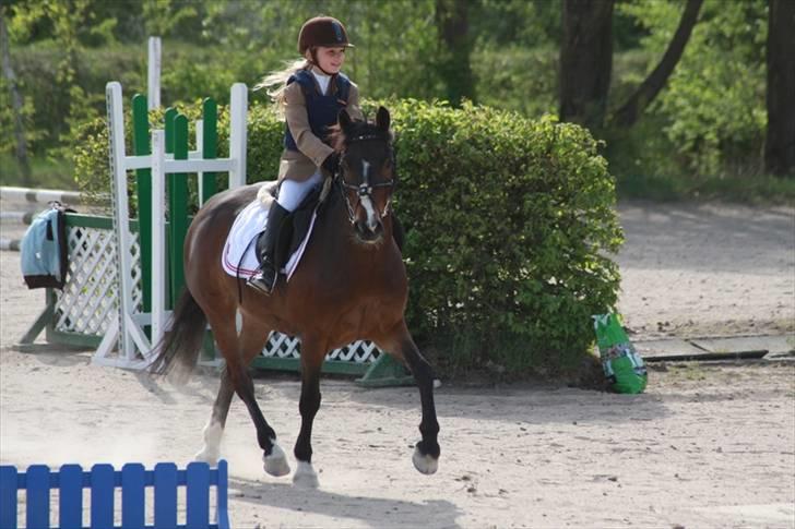 Anden særlig race Palle - TIL SOLGT - mit 2.stævne på Palle - LE sløjfespring billede 8