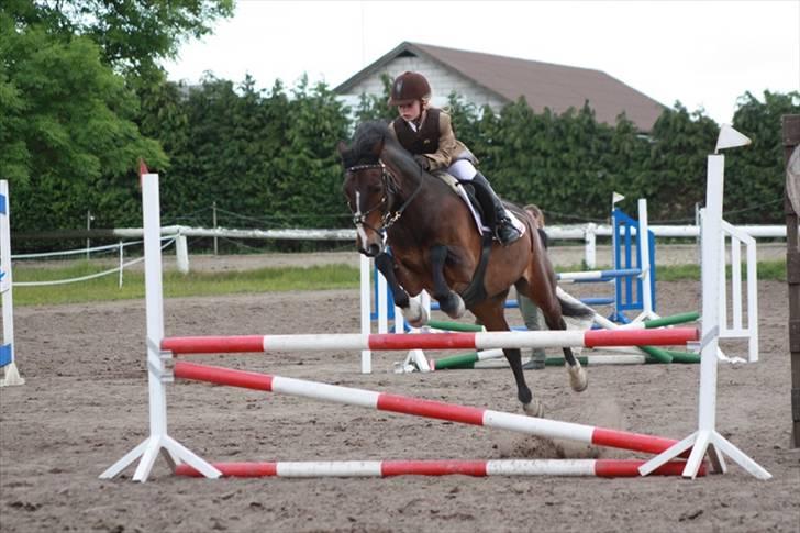 Anden særlig race Palle - TIL SOLGT - vores første omspringning metode B1 i LC 80 cm - sæføli fejlfri og hurtig billede 9