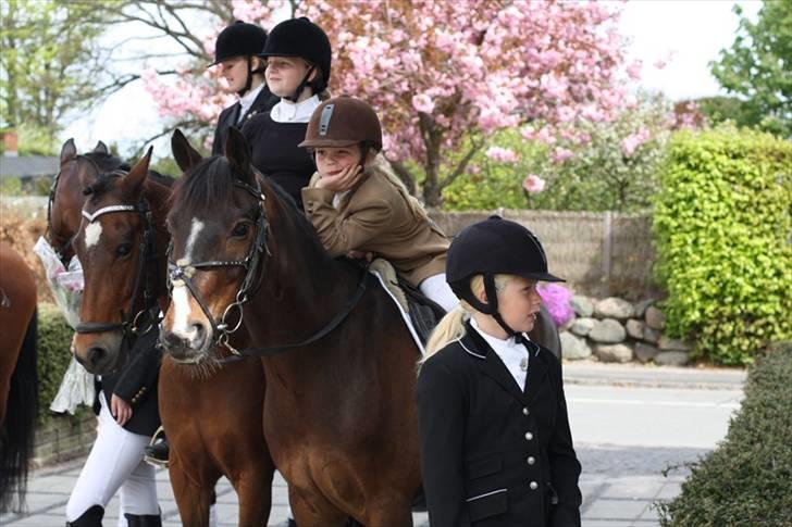 Anden særlig race Palle - TIL SOLGT - vi venter udenfor Rungsted kirke på Caroline som ska overraskes  billede 12