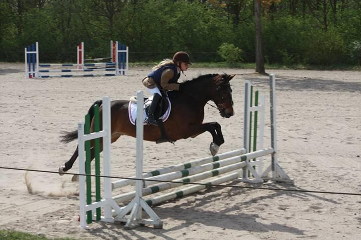 Anden særlig race Palle - TIL SOLGT - sløjfespring på vestegnen vores andet stævne sammen billede 13