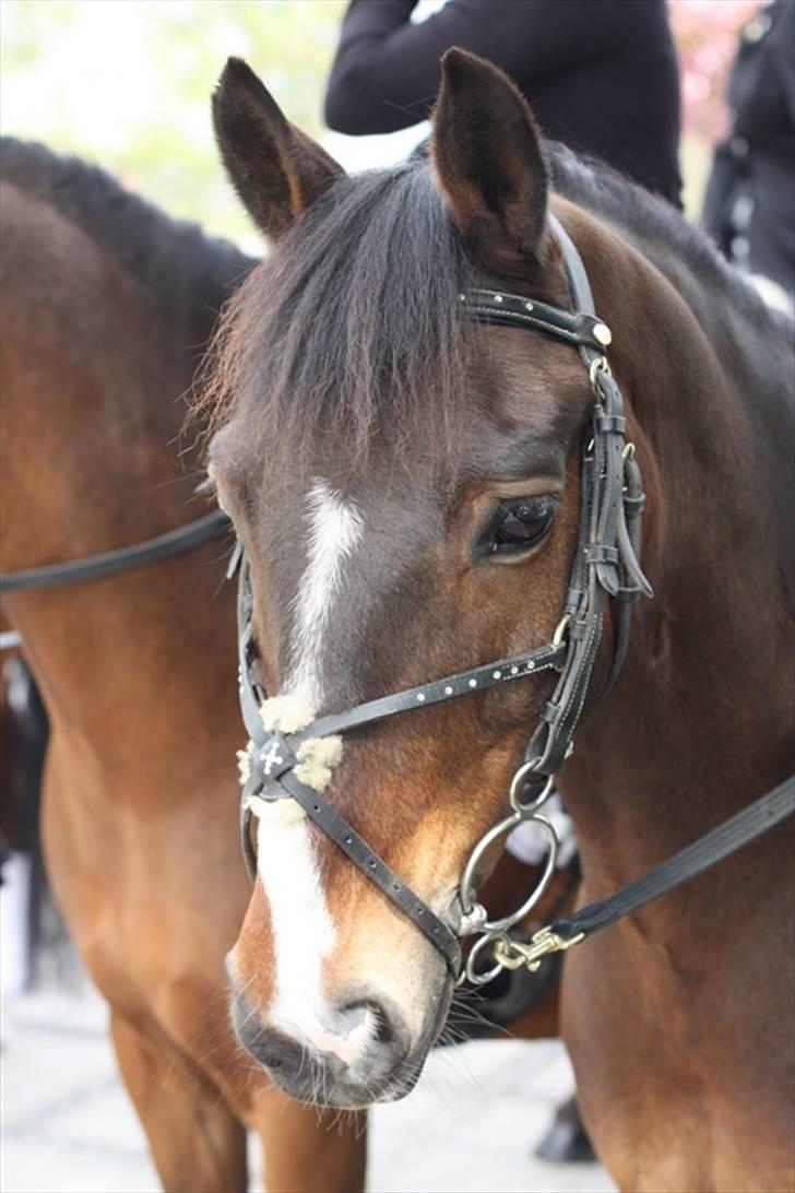 Anden særlig race Palle - TIL SOLGT - min smukke palle billede 14