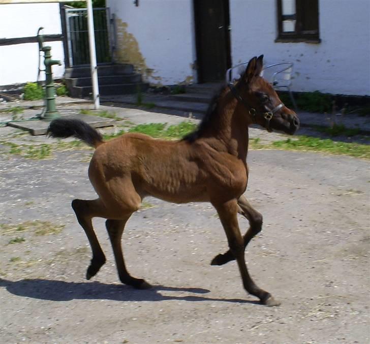 Arabisk fuldblod (OX) E`pifani *SOLGT* - 19/5-09 billede 4