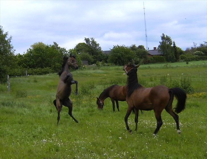 Arabisk fuldblod (OX) E`pifani *SOLGT* - 14/6-2010  Lidt cirkus hest er man vel altid ;) billede 11