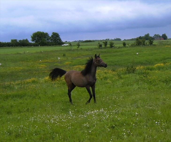 Arabisk fuldblod (OX) E`pifani *SOLGT* - 14/6-2010 billede 12