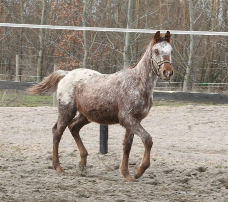 Anden særlig race Alcon *SOLGT* billede 8