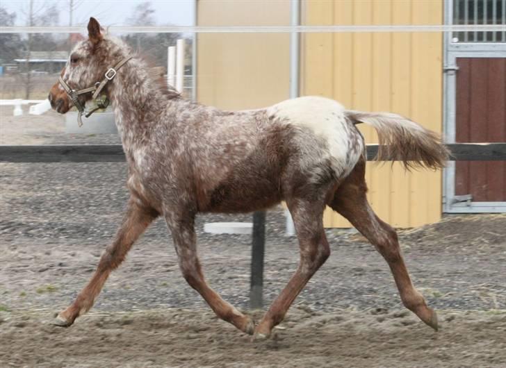 Anden særlig race Alcon *SOLGT* billede 9